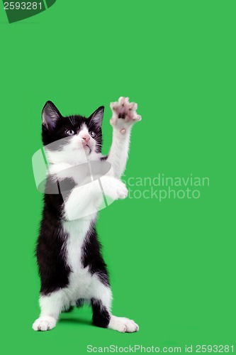 Image of Playful Domestic Cat Cutout