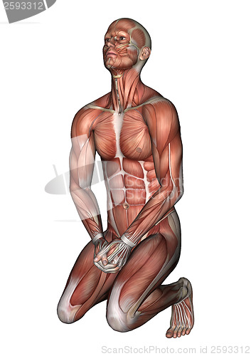 Image of Male Anatomy Figure
