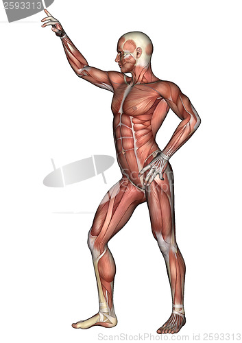 Image of Male Anatomy Figure