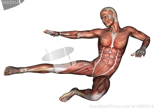 Image of Male Anatomy Figure