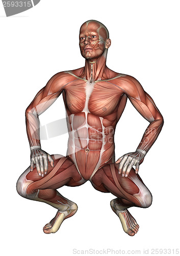 Image of Male Anatomy Figure