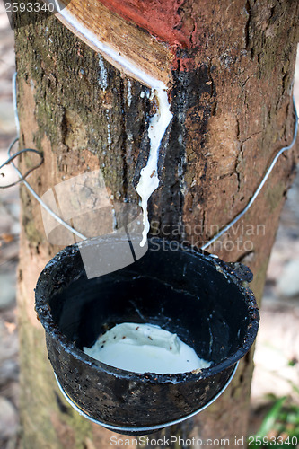 Image of Milk of rubber tree into a wooden bowl