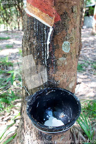 Image of Latex flows from para rubber tree