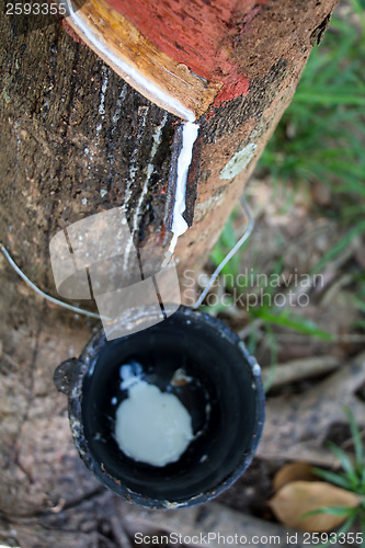 Image of Latex flows from para rubber tree