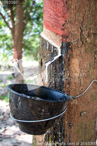 Image of Milk of rubber tree into a wooden bowl