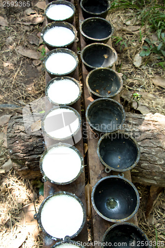 Image of Bowl to collect milk from rubber tree
