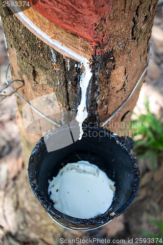 Image of Milk of rubber tree into a wooden bowl