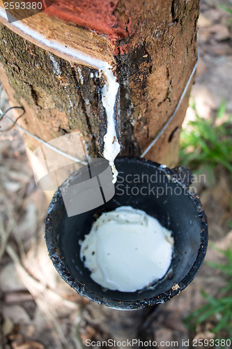 Image of Milk of rubber tree into a wooden bowl