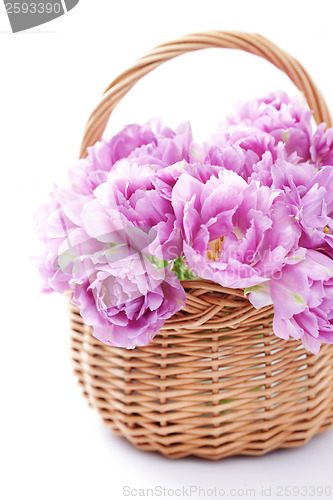 Image of lovely pink tulips