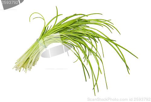 Image of Chive