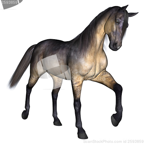 Image of Horse