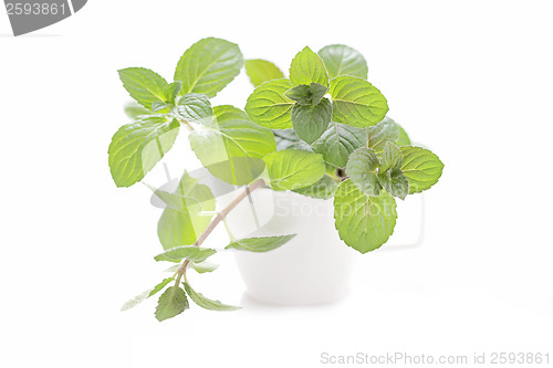 Image of mint tea