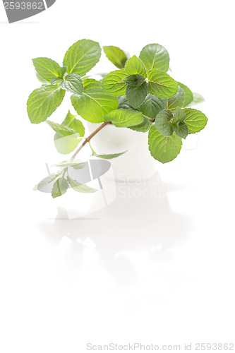 Image of mint tea