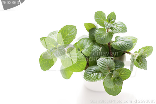Image of mint tea