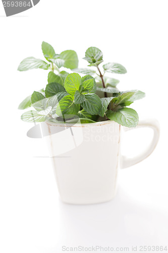 Image of mint tea