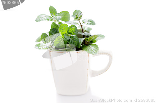 Image of mint tea