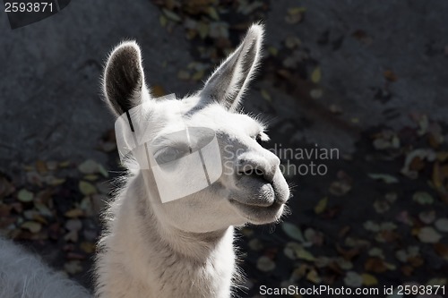 Image of Llama