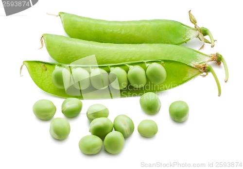 Image of Pea