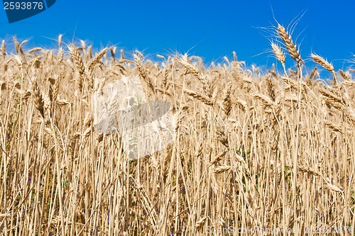 Image of Wheat field