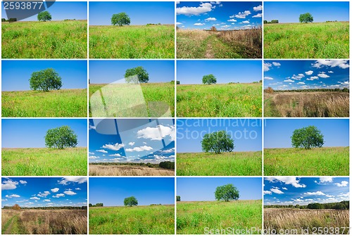 Image of Tree and field