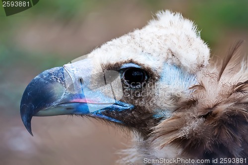 Image of Cinereous Vulture