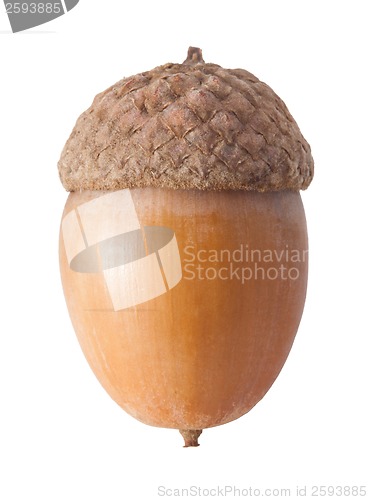 Image of Acorn