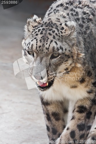 Image of Snow Leopard