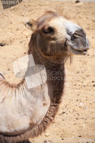 Image of Camel