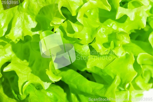 Image of Lettuce