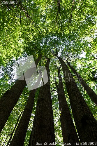 Image of Green forest