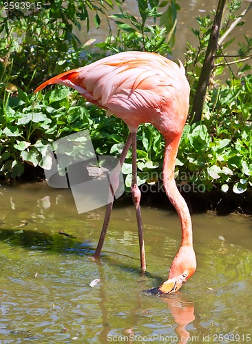 Image of Flamingo