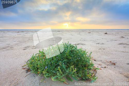 Image of Sunrise at the Beach