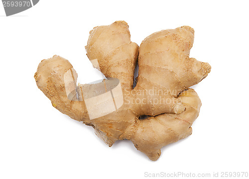 Image of Ginger