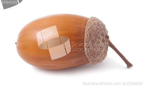 Image of Acorn
