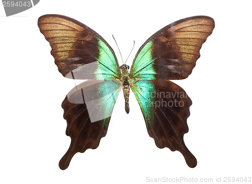 Image of Butterfly Papilio Peranthus