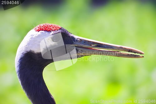 Image of Red-crowned Crane