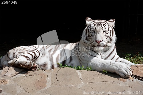 Image of White Tiger