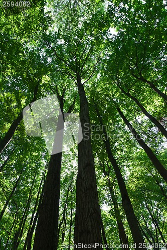 Image of Green forest
