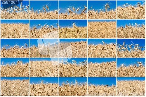 Image of Wheat field