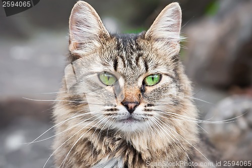 Image of Cat