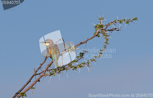 Image of European bee-eaters (Merops Apiaster)