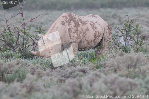 Image of Black (hooked-lipped) rhinoceros (Diceros bicornis)