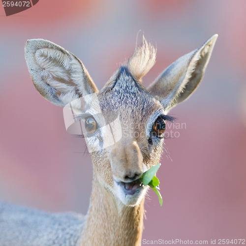 Image of Kirk Dik-dik (Madoqua kirkii)