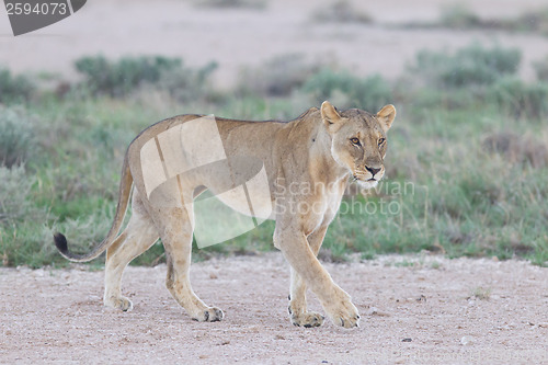 Image of Lioness walking on the plains of Etosha