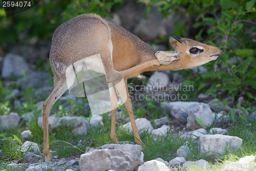 Image of Kirk Dik-dik (Madoqua kirkii)