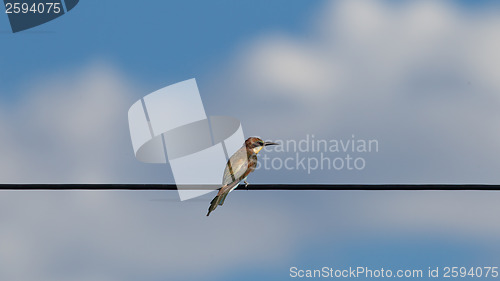 Image of European bee-eaters (Merops Apiaster)