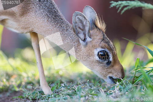 Image of Kirk Dik-dik (Madoqua kirkii)