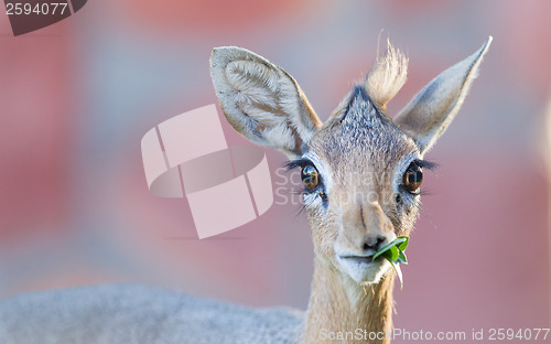 Image of Kirk Dik-dik (Madoqua kirkii)