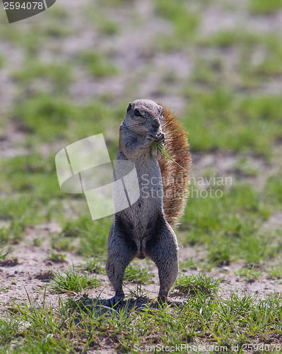 Image of Ground squirrel