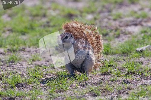 Image of Ground squirrel